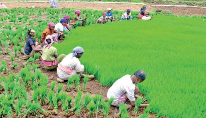 Group Farming - India